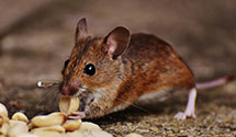 24 Hour & Emergency Exterminators in Labadie, MO
